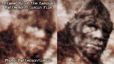 Patterson-Gimlin Film – Frame 352 Enhanced Face Picture