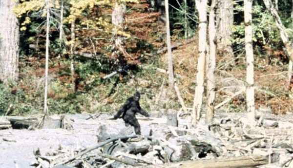 Frame 352 of the 1967 Patterson-Gimlin film | Your Cash Exchange